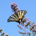 Akrogiali 부카리