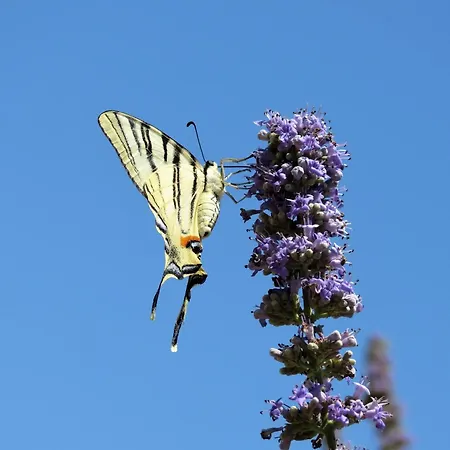 Akrogiali Vendégház