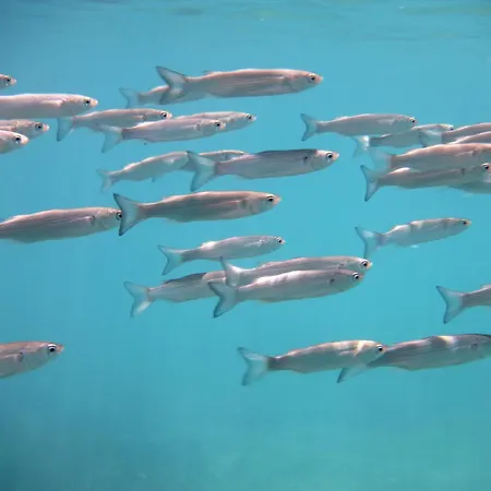 Akrogiali Pensjonat 4*