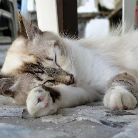 Akrogiali Gasthof 4*